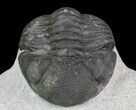 Bargain, Morocops Trilobite - Nice Eye Facets #68756-2